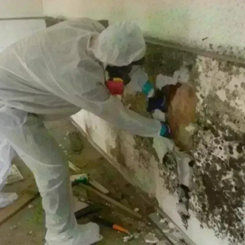 Mold Remediation and Removal in Gage County, NE